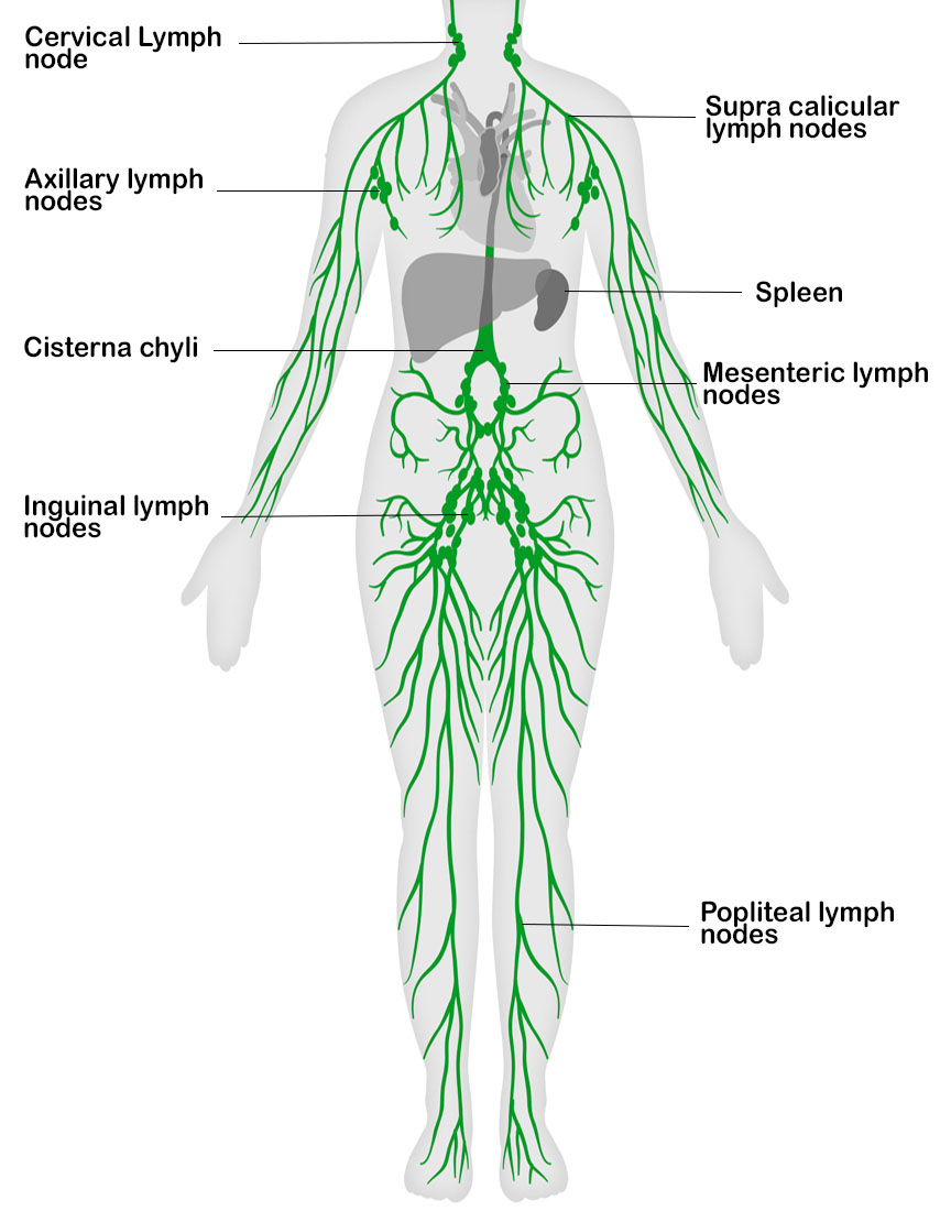 Lymphatic System Flow Chart